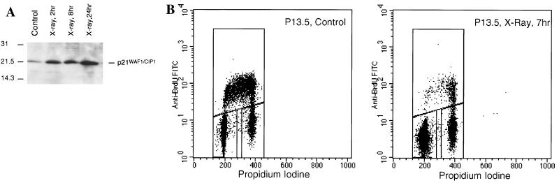 FIG. 7