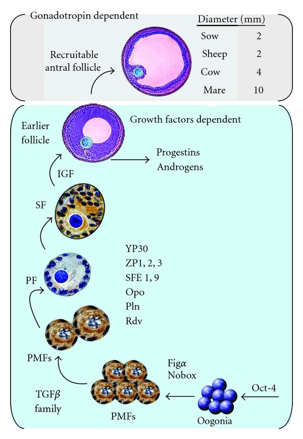 Biology and Biotechnology of Follicle Development - PMC