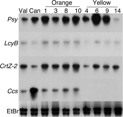 Fig. 8.