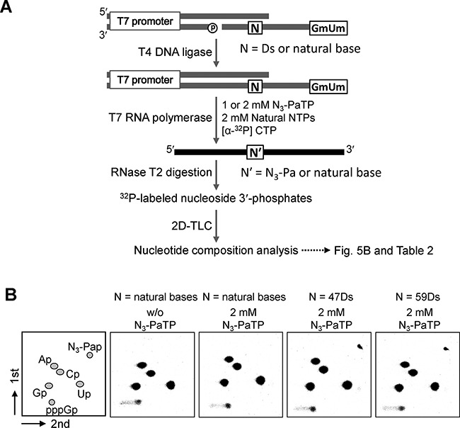 Figure 5.