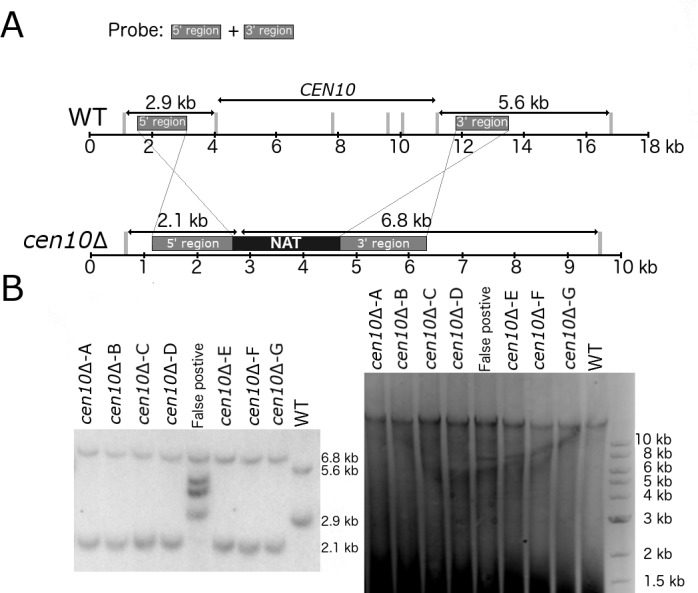 Figure 1—figure supplement 2.