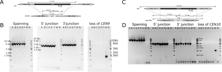 Figure 1—figure supplement 1.