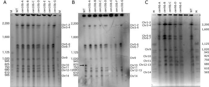 Figure 1—figure supplement 3.