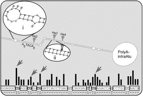 Sequence and structure preferences of editing in Alu repeats