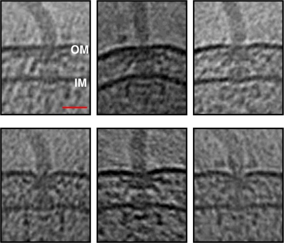 Figure 1—figure supplement 2.