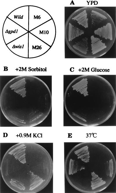 FIG. 1