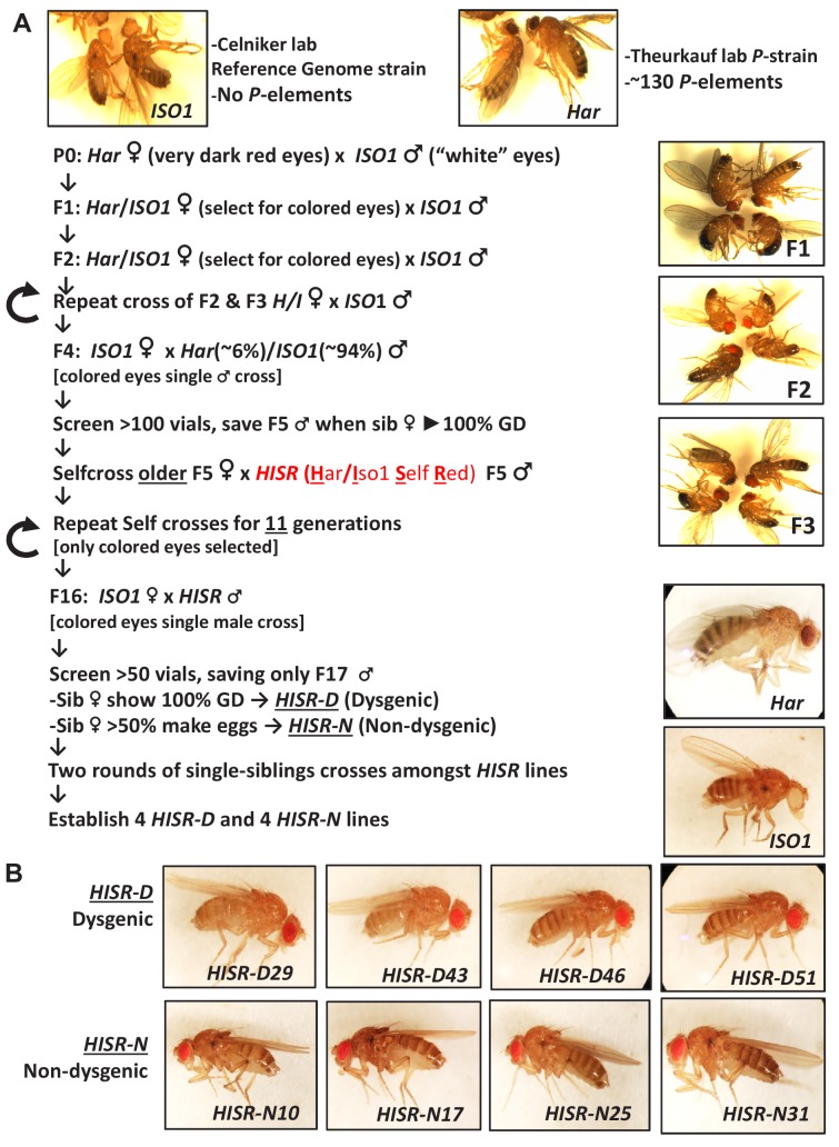 Figure 2—figure supplement 1.