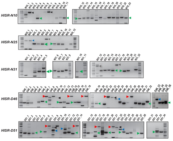 Figure 5—figure supplement 1.