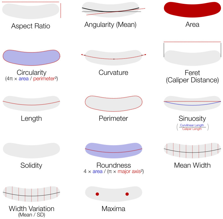 Figure 2—figure supplement 1.