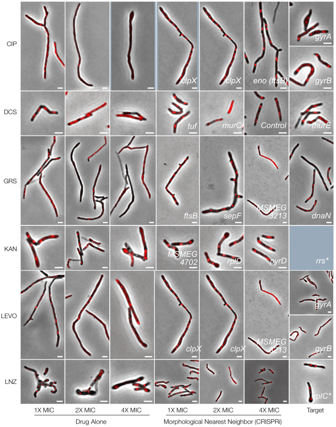 Figure 10—figure supplement 2.