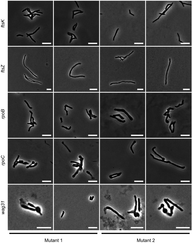 Figure 2—figure supplement 2.