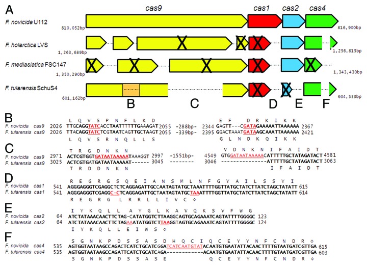 graphic file with name rna-10-1618-g1.jpg