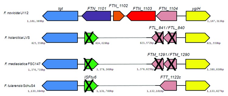 graphic file with name rna-10-1618-g2.jpg