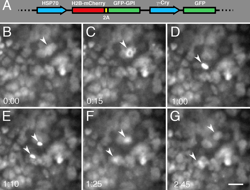 Fig. 6.