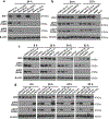 Extended Data Fig.8