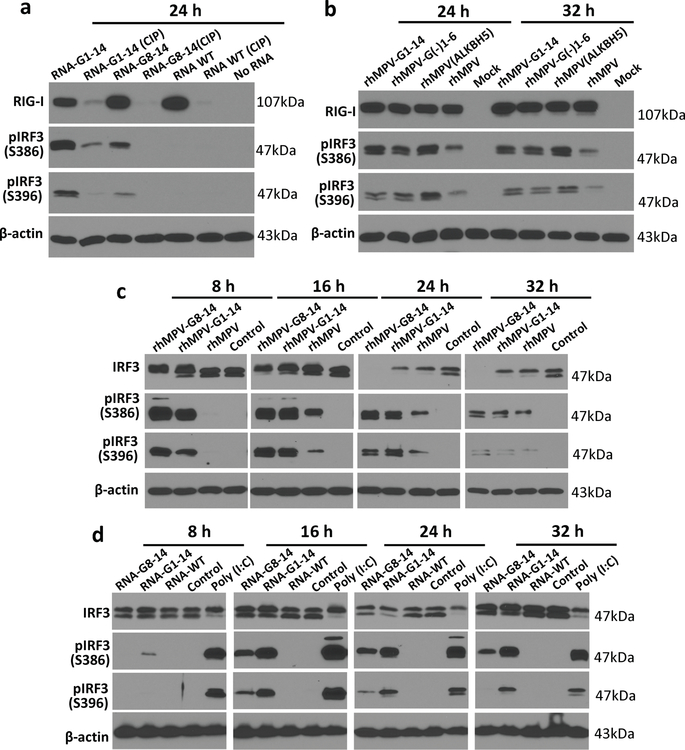 Extended Data Fig.8