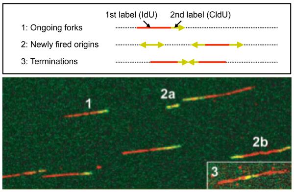 Box 2: DNA fibre technologies