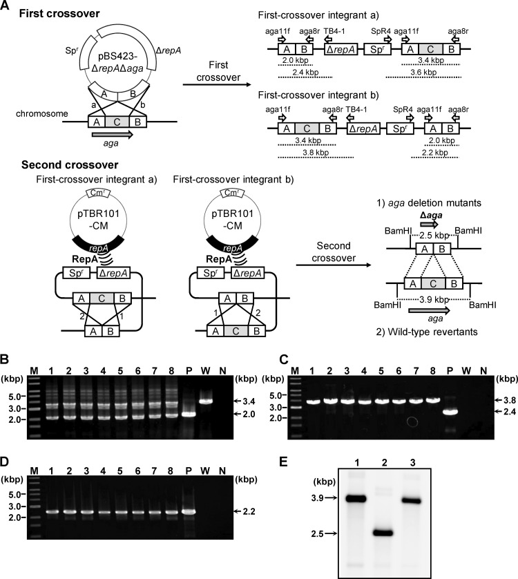 Fig 3