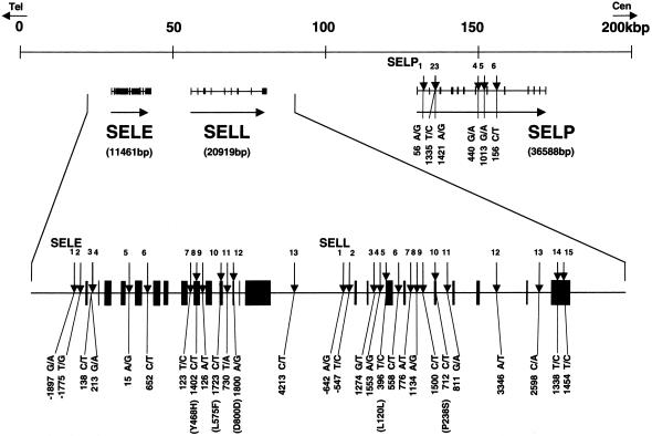 Figure  1