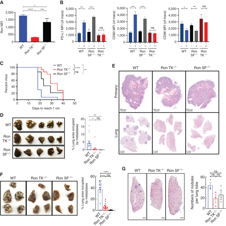 Figure 1. Specific loss of host SF-Ron significantly protects mice from breast cancer metastasis: A, Quantification of mean fluorescence intensity (MFI) for FL-Ron protein on peritoneal macrophages by flow cytometry (n = 3 mice/group). B, Quantification of MFI by flow cytometry for PD-L1, CD80, and CD86 upon treatment of peritoneal macrophages from each group with or without MSP for 18 hours (n = 3 mice/group). C, Survival plot depicting significant delay in the primary tumors reaching 1 cm in diameter in Ron TK−/− and Ron SF−/− mice. D, Representative images of the fixed lungs from the spontaneous metastasis experiment (left) and quantification of the percent lung area occupied by metastasis by ImageJ (right; n = 13–14 mice/group). E, Representative images of orthotopic primary tumor (top) and spontaneous lung metastasis (bottom panel) tissue sections stained with hematoxylin and eosin (H&E). F, Representative images of the fixed lungs from all three genotypes of mice (left) and quantification of percent lung area occupied by metastasis at the endpoint by ImageJ (right; n = 16–23 mice/group). G, Histologic sections showing micrometastases across lungs of WT, Ron TK−/−, and Ron SF−/− mice. Sections were taken at 14 days after tumor cell injection. All scale bars correspond to 800 μm. Log-rank (Mantel–Cox) test was used for Kaplan–Meier analysis, and one-way ANOVA with Tukey correction was performed for statistical analysis of the MFI and lung tumor burden quantification; error bars represent SEM. ns, P > 0.05; *, P ≤ 0.05; **, P ≤ 0.01; ***, P ≤ 0.001; ****, P ≤ 0.0001.