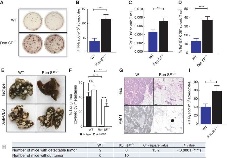 Figure 6. Lack of host SF-Ron promotes tumor-specific immune responses, and depletion of CD8+ T cells rescues metastasis in Ron SF−/− mice. A, Representative images of the anti-IFNΥ ELISpot assay performed by stimulating splenocytes from tumor-bearing mice in vitro with tumor-specific MHC-I PyMT peptides. B, Quantification of anti-IFNΥ responses from the ELISpot assay. C, Flow cytometric quantification of frequency of tumor-specific CD8+ T cells after staining splenocytes with PyMT-Dq tetramer pool. D, Frequency of tumor-specific effector memory T cells within the CD8+ T-cell population quantified by flow cytometry. E, Representative images of the fixed lungs from WT and Ron SF−/− mice treated with either isotype control or anti-CD8 antibody. F, Quantification of the percent lung area occupied by metastasis at the endpoint after indicated treatment (n = 7–8 mice/group). G, H&E and PyMT immunohistochemistry stain of mammary tissue with or without tumor collected from tumor rechallenged site. Black arrow indicates a residual tumor cell cluster that is detected in one Ron SF−/− mouse. H, Numerical comparison of the presence of mammary tumor in WT and Ron SF−/− mice 2 weeks after tumor rechallenge. I, Quantification of PyMT peptide-specific IFNγ spots per million splenocytes isolated from WT or Ron SF−/− mice 2 weeks after tumor rechallenge. Statistical analysis of panels B–D and H was performed by two-tailed unpaired Student t test. One-way ANOVA with Tukey correction was performed for statistical analysis of panel F. Error bars represents the SEM. ns, P > 0.05; *, P ≤ 0.05; **, P ≤ 0.01; ***, P ≤ 0.001; ****, P ≤ 0.0001.