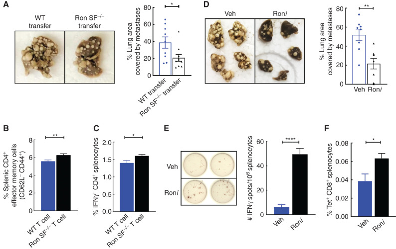 Figure 7. SF-Ron−/− T cells are sufficient to protect from metastasis, and pharmaceutical inhibition of Ron suppresses metastatic progression by promoting tumor-specific immune responses. A, Representative images of the fixed lungs from WT mice that are adoptively transferred with T cells from WT mice or Ron SF−/− mice (left) and quantification of the percentage lung area occupied by metastasis at the endpoint of the experiment (right; n = 10 mice/group). B and C, Flow cytometric quantification of effector memory CD4 T cells (B) and the frequency of Th1 (characterized as IFNγ-producing CD4 T cells after 5-hour restimulation with phorbol myristate acetate and ionomycin, (C) in whole splenocytes isolated from adoptively transferred WT mice. D, Representative images of the fixed lungs from WT mice treated with either Ron inhibitor (Roni) or vehicle control (Veh; left), and the bar graph shows the quantification of the percentage lung area occupied by metastasis at the endpoint of the experiment (right; n = 8 mice/group). E, Representative images of the anti-IFNγ ELISpot assay performed by stimulating thawed splenocytes from tumor-bearing mice in vitro with tumor-specific MHC-I PyMT peptides. Data represent mean ± SEM (n = 5 per group). F, Flow cytometric quantification of frequency of tumor-specific CD8+ T cells after staining thawed splenocytes from Roni- or vehicle-treated mice with PyMT-Dq tetramer pool. Statistical analysis was performed by two-tailed unpaired Student t test, and error bars represent the SEM. ns, P > 0.05; *, P ≤ 0.05; **, P ≤ 0.01; ***, P ≤ 0.001; ****, P ≤ 0.0001.