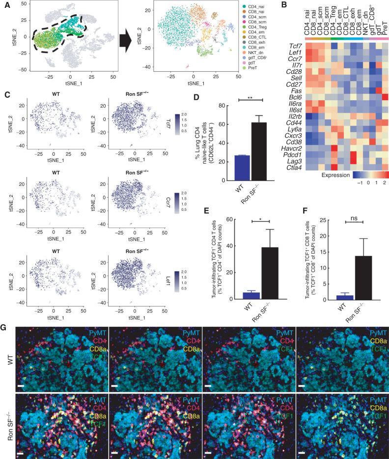 Figure 4. Loss of SF-Ron alters the composition of tumor-infiltrating T cells. A, tSNE plot showing 13 T-cell clusters extracted from the combined data set. B, Heatmap showing the average expression of selected genes in each cluster that are linked to memory, self-renewal, activation, and inhibitory T-cell functions. C, tSNE plots showing the Tcf7, Ccr7, and Lef1 expression in tumor-infiltrating T cells of WT and Ron SF−/− lungs. D, Flow cytometry quantification of lung CD4 T cells presenting naïve-like phenotype. E and F, Quantification of metastatic tumor-infiltrating TCF1 expressing CD4 (E) or CD8 T cells (F). G, Representative images of PyMT lung metastases from WT and Ron SF−/− mice subjected to a five-marker multiplexed immunofluorescence stain to demonstrate the TCF1-expressing CD4 or CD8 T-cell infiltration into tumor. All scale bars correspond to 20 μm. Statistical analysis was performed by two-tailed unpaired Student t test, and error bars represents the SEM. CTL, cytotoxic T lymphocyte; dn, double-negative; em, effector memory; exh, exhausted; nai, naive; scm, stem cell memory. ns, P > 0.05; *, P ≤ 0.05; **, P ≤ 0.01; ***, P ≤ 0.001; ****, P ≤ 0.0001.