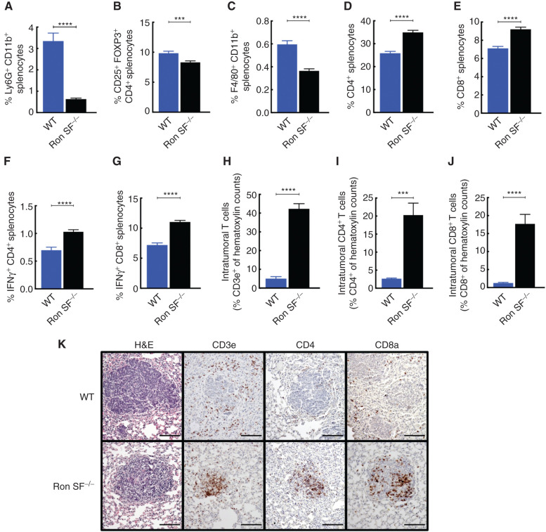 Figure 2. Lack of host SF-Ron promotes antitumor immune responses: A–G, Flow cytometry analysis of immune cell populations from the spleens of tumor-bearing WT and Ron SF−/− mice. Bar graphs show frequency of Ly6G+ CD11b+ myeloid cells (A), CD4+ CD25+ FOXP3+ splenic regulatory T cells (B), F4/80+ CD11b+ macrophages (C), CD4+ T cells (D), CD8+ T cells (E), and IFNγ-producing cells within the CD4+ and CD8+ compartment (F and G), with n = 16–23 mice/group. H–J, Quantification of metastatic tumor-infiltrating T cells. K, Representative IHC images showing lung metastatic nodules and T-cell infiltration into the metastatic nodules. All scale bars correspond to 100 μm. Unpaired t test was performed for statistical analysis; error bars represent SEM. ns, P > 0.05; *, P ≤ 0.05; **, P ≤ 0.01; ***, P ≤ 0.001; ****, P ≤ 0.0001.