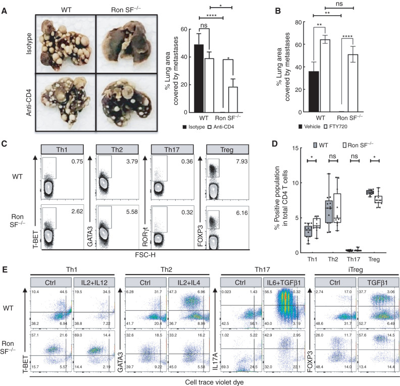 Figure 5. Recruitment of CD4 T cells from lymph nodes is required for control of metastasis in Ron SF−/− mice. A, Representative images of the fixed lungs from WT and Ron SF−/− mice treated with either isotype control or anti-CD4 antibody (left) and bar graphs representing the percent lung area occupied by metastasis at the endpoint after indicated treatment (right; n = 8 mice/group). B, Quantification of percentage lung area occupied by metastases in WT and Ron SF−/− mice treated with FTY720 or vehicle control at the endpoint of the experiment (n = 5 mice/group). C, Intracellular staining of master transcription factors denoting Th1 (T-BET), Th2 (GATA3), Th17 (RORγt), and Treg (FOXP3) on isolated CD4+ T cells from spleens of WT and Ron SF−/− mice at the endpoint. D, Boxplot analysis of each Th subtype in the CD4+ T-cell pool in spleens of WT and Ron SF−/− mice. The box presents the 25th and 75th percentiles of the variables, and the horizontal bar corresponds to the 50th percentile. Individual values from each sample were plotted as points. E, Flow plots demonstrating differentiation of different Th subtypes from CD4+ T cells isolated from lungs of tumor-bearing WT and Ron SF−/− mice. Purified CD4+ T cells were labeled with CTD and incubated with Th differentiation media for 96 hours. CTD versus major markers indicating Th1 subsets (Th1: T-BET, Th2: GATA3, Th17: IL17A, and iTreg: FOXP3) are shown. Data are representative of two individual experiments in which each sample represents a pool of cells from 5 to 10 mice per group. Statistical analysis was performed by one-way ANOVA with Tukey correction, and error bars represents the SEM. ns, P > 0.05; *, P ≤ 0.05; **, P ≤ 0.01; ***, P ≤ 0.001; ****, P ≤ 0.0001.