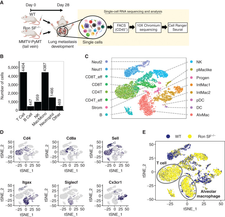 Figure 3. Single-cell transcriptomic analysis reveals robust immune cell infiltration in the metastatic tumor microenvironment (mTME) of Ron SF−/− mice. A, Workflow of scRNAseq of immune cells isolated from tumor-bearing lungs of WT and Ron SF−/− mice. CD45+ cells from at least eight mice per group were pooled together as a single sample, and an equal number of cells were processed for 10× scRNAseq. B, Number of immune cells of major cell populations present in the TME that were identified by typical markers as shown in Supplementary Fig. S5B. C, The t-distributed stochastic neighbor embedding (tSNE) plot of scRNA-seq data showing 16 distinct cell clusters identified by the CIPR tool. D, tSNE plots showing selected marker gene expression of infiltrating immune cells. E, tSNE plot depicting leukocytes in WT and Ron SF−/− mice, emphasizing the enrichment of T cells and alveolar macrophages in Ron SF−/− mice. AlvMac, alveolar macrophages; B, B cells; CD4T, CD4+ T cells; CD8T, CD8+ T cells; DC, dendritic cell; eff, effector; IntMac, interstitial macrophages; Mac, macrophage; Mono, monocyte; Neut, neutrophil; NK, natural killer cell; pDC, plasmacytoid DC; pMaclike, peritoneal macrophage–like cells; Progen, progenitors; Strom, stroma cells.