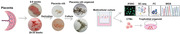 graphic file with name ADVS-10-2301565-g004.jpg