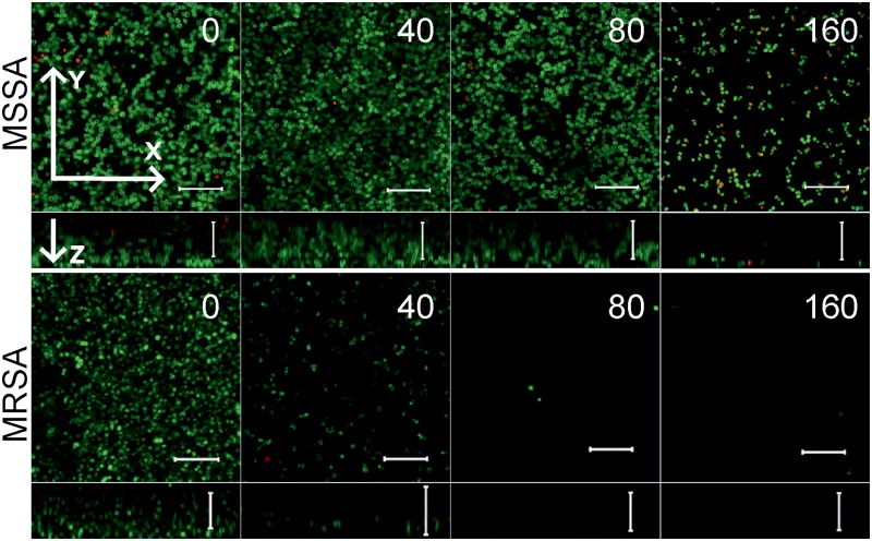 FIGURE 4