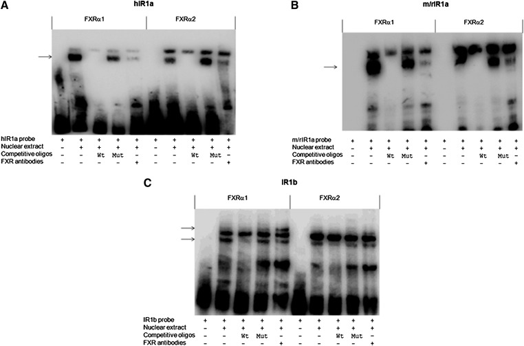 Fig. 8.