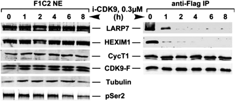 Figure 4—figure supplement 1.