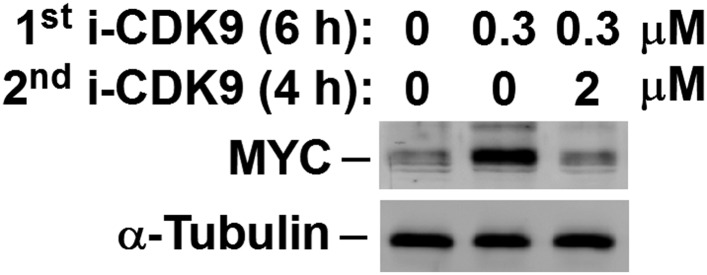 Figure 4—figure supplement 4.