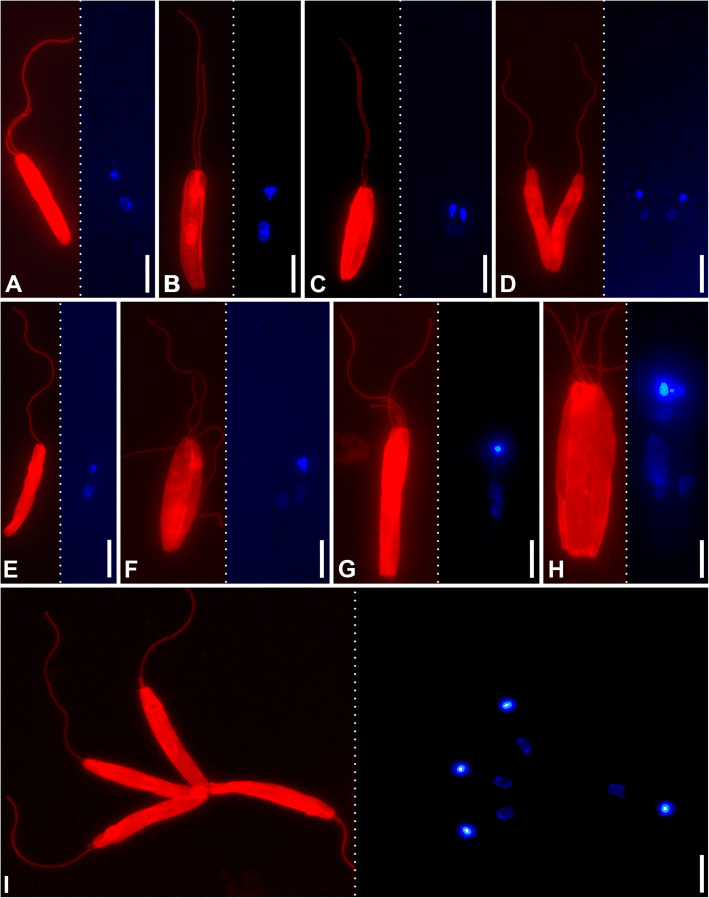 Fig. 6.