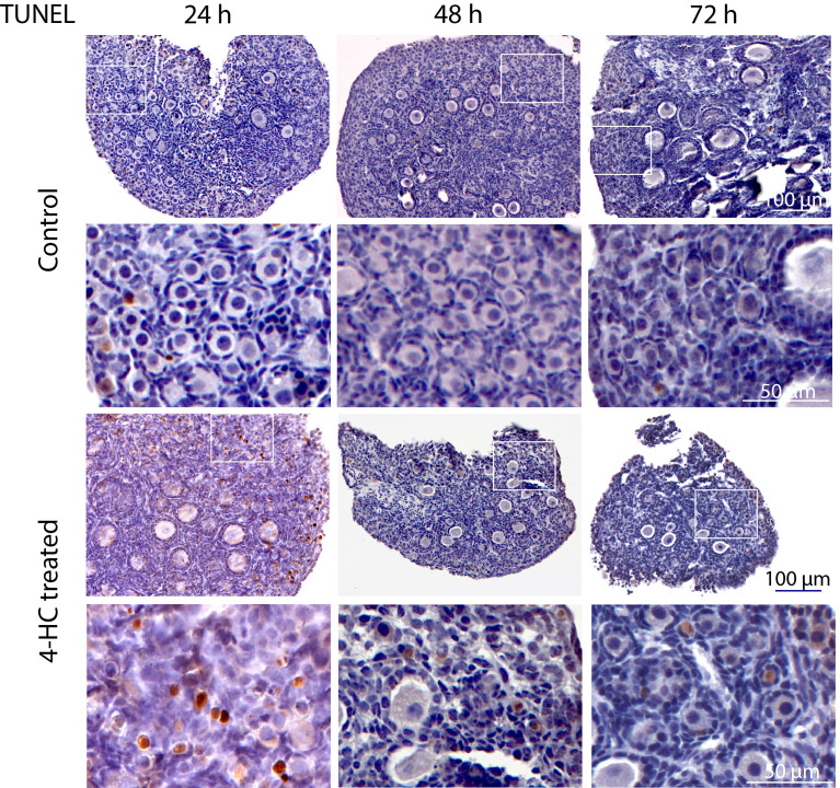 Figure 3