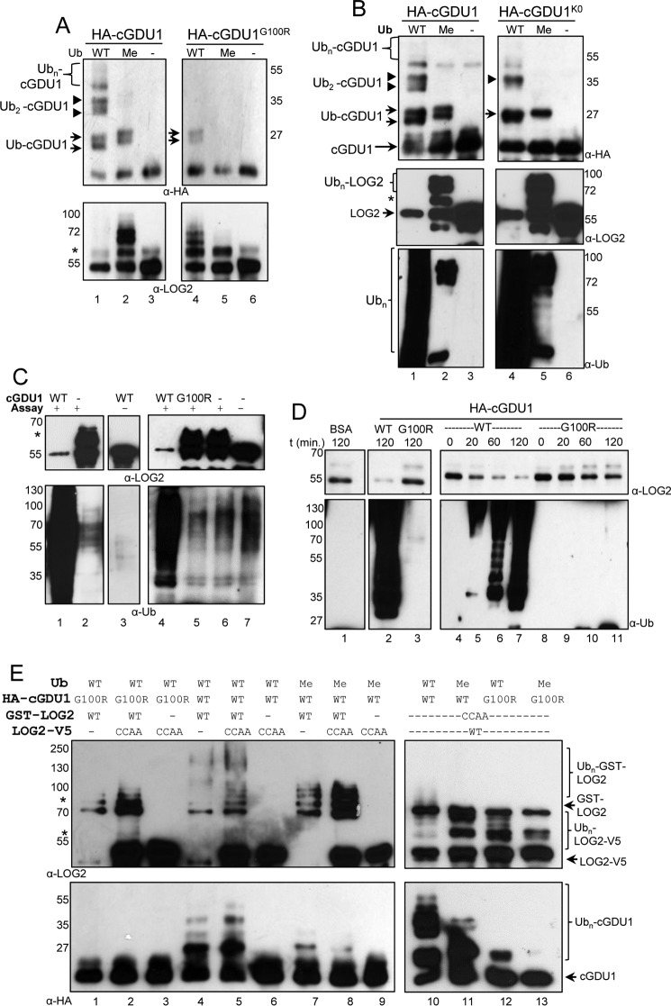 FIGURE 7.