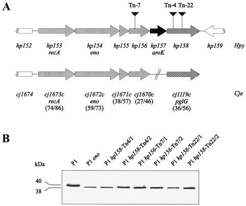 FIG. 2.