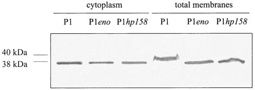 FIG. 5.