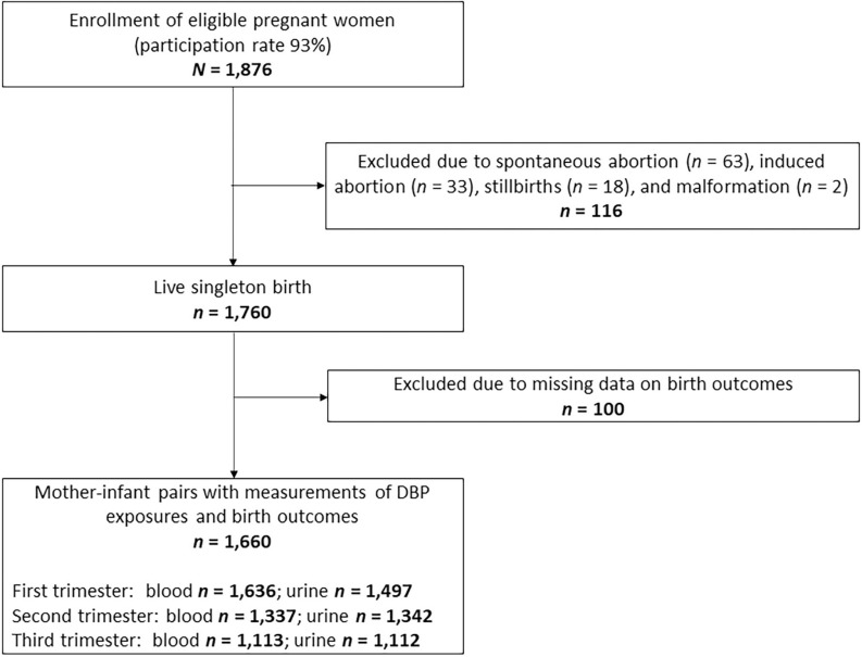 Figure 1 is a flowchart, having two steps. Step 1: Enrollment of eligible pregnant women (participation rate 93 percent) uppercase n equals 1876 excluded due to spontaneous abortion (lowercase n equals 63), induced abortion (lowercase n equals 33), stillbirths (lowercase n equals 18), and malformation (lowercase n equals 2) uppercase n equals 116 and lead to Live singleton birth uppercase n equals 1760. Step 2: Live singleton birth uppercase n equals 1760 excluded due to missing data on birth outcomes uppercase n equals 100 and lead to mother–infant pairs with measurements of diastolic blood pressure exposures and birth outcome uppercase n equals 1660, First trimester: Blood uppercase n equals 1636; Urine uppercase n equals 1497, Second trimester: Blood uppercase n equals 1337; Urine uppercase n equals 1342, and Third trimester: Blood uppercase n equals 1113; Urine uppercase n equals 1112.