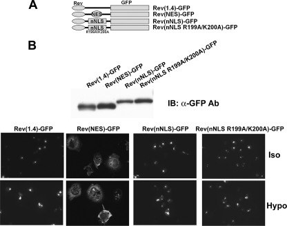 FIGURE 11.