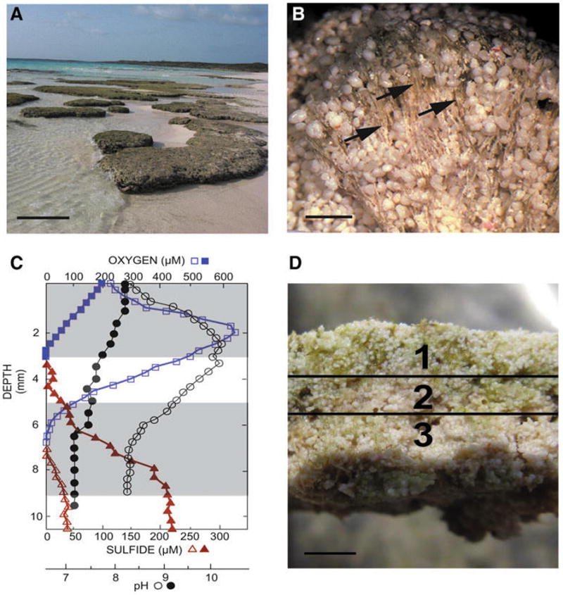 FIG. 1