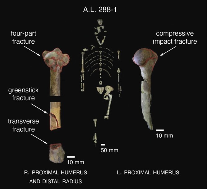 Box 2—Paleoanthropology of climbing