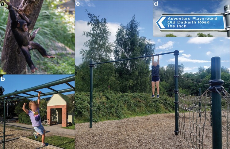 (a) A juvenile chimpanzee swinging on a rope connected to a large tree. (b) A child swinging on the monkey bars with a school in the background. (c) A child hanging from her arms on a raised bar attached to a playground with forest in the background. (d) A sign for a playground, in the shape of an arrow, that reads: “Adventure Playground, Old Dalkeith Road, The Inch”.