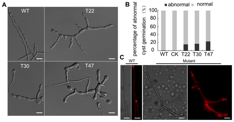 Figure 5