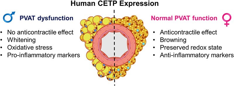 Graphical Abstract