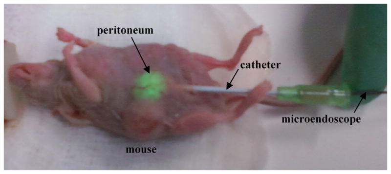 Fig. 2