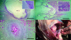 Fig. 4: