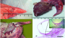 Fig. 3: